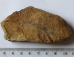 Lyginopteris sp.
