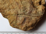 Lyginopteris sp.