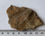Lyginopteris sp.