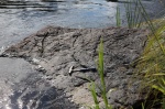 Плита с многочисленными отпечатками стеблей Lyginopteris sp.