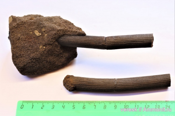 визейский ярус, р. Мста, ранний карбон, Archaeocalamites radiatus, членистостебельные растения