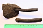 Archaeocalamites radiatus (два фрагмента одного растения)