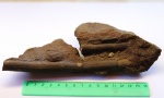Archaeocalamites radiatus