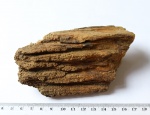Кора плауновидного Bergeria sp.