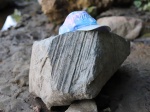 Отпечаток ствола Bergeria sp.