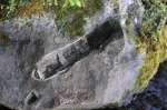 Archaeocalamites radiatus (St.) Stur.