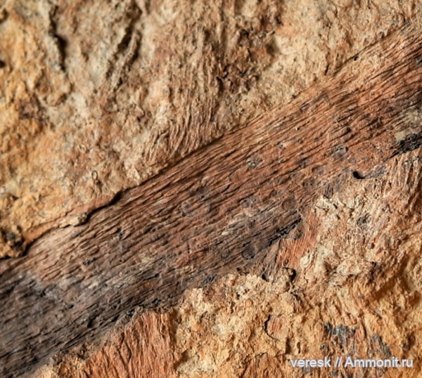 растения, р. Мста, Семенные папоротники, ранний карбон, Lyginopteris sp