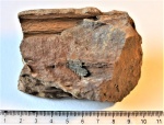 Отпечаток стебля Lyginopteris sp.
