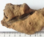 Lyginopteris sp.