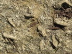 Следы червей-илоедов Rhizocorallium sp. и Vermichnus sp.