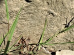 Zoophycos sp.