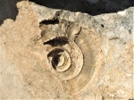Отпечаток Straparollus dionysii