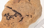 Sphenopteris distans