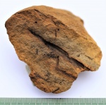 Sphenopteris distans