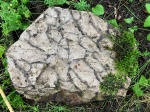 Nuclephyton confertum