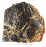 Stripsiphyton silicis
