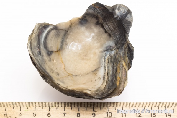 Gryphaea