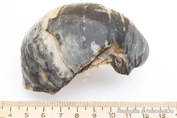 Gryphaea