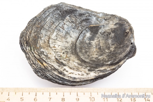 Gryphaea