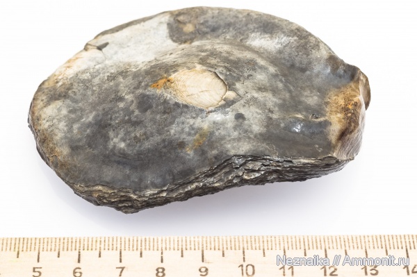 Gryphaea