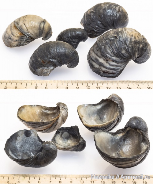 келловей, средний келловей, Gryphaea, Gryphaea russiensis