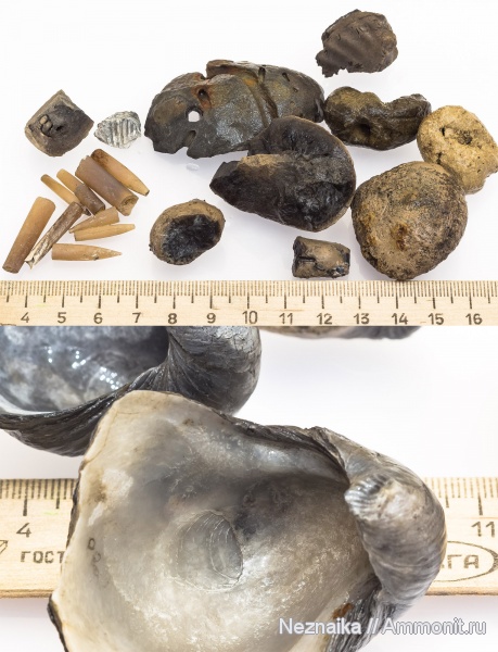 Gryphaea