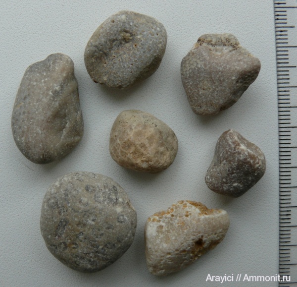 Польша, Anthozoa, coelenterata, Upper Cretaceous