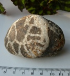Halysites sp.