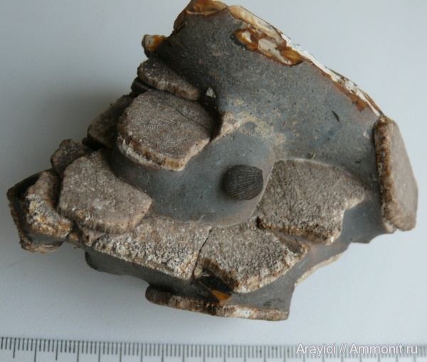 моллюски, Украина, Inoceramus, bivalvia, mollusca, иноцерамусы, Turonian, Upper Cretaceous
