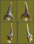 Зуб Carcharias sp.
