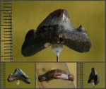 Окатанный зуб Jaekelotodus sp.