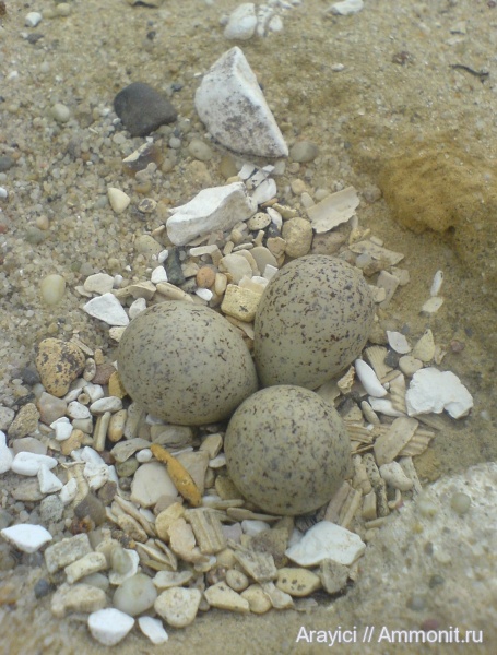 палеоген, Украина, Cirripedia, Echinoidea, brachiopoda, Anthozoa, Bryozoa, Porifera, Foraminifera, Crinoidea, Asteroidea, mollusca, Polychaeta, pisces, Upper Cretaceous