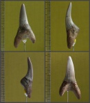 Зуб Isurus [ Macrorhizodus ] praecursor (LERICHE, 1905).