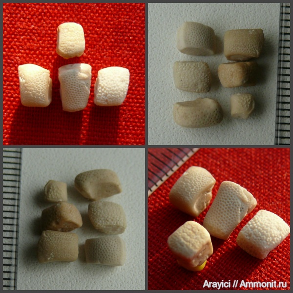 морские звезды, Украина, Asteroidea, Upper Cretaceous