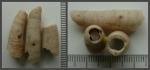 Серпулы Pyrgopolon (Pyrgopolon) cf. mosae mosae de Montfort, 1808