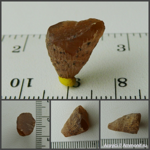 Украина, Anthozoa, одиночные кораллы, coelenterata, Upper Cretaceous