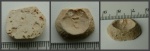Дон с телохранителем. Ancistrocrania parisiensis (Defrance, 1819)