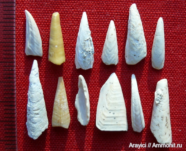 членистоногие, ракообразные, Украина, Cirripedia, усоногие раки, Upper Cretaceous, Thecostraca