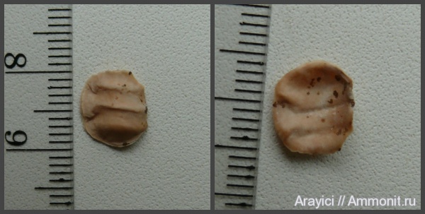 Украина, bivalvia, mollusca, Upper Cretaceous