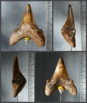 Зуб Otodus sp. (?)