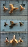 "Истребители" Eostriatolamia sp.