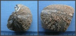 Расколотый морской ёж Echinocorys sp.