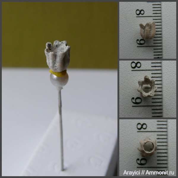 Украина, Serpulidae, Polychaeta, Pyrgopolon, Upper Cretaceous, Sabellida, Serpulimorpha