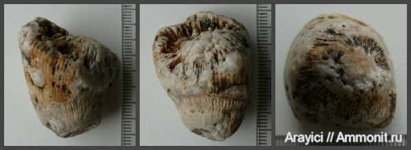 Украина, Anthozoa, одиночные кораллы