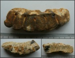 Обломок губки Folyscyphia sp.