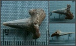 Обломанный зуб Cretolamna cf. borealis (?)