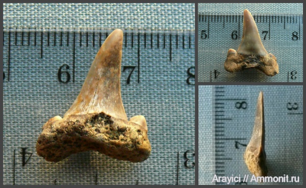 палеоген, Украина, зубы акул, Chondrichthyes, Striatolamia, Selachimorpha, Lamniformes, shark teeth