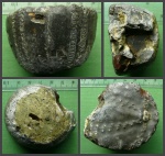 Срезанно-вдавленное ядро Echinocorys sp.