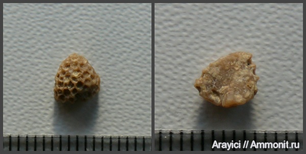 Украина, Anthozoa, Upper Cretaceous