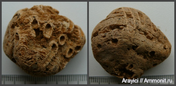 Украина, Anthozoa, Scleractinia, Upper Cretaceous